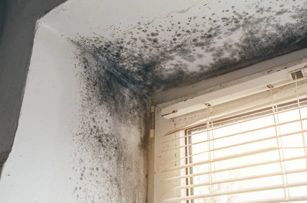 Affordable Mold Cleanup solutions in Chester, PA